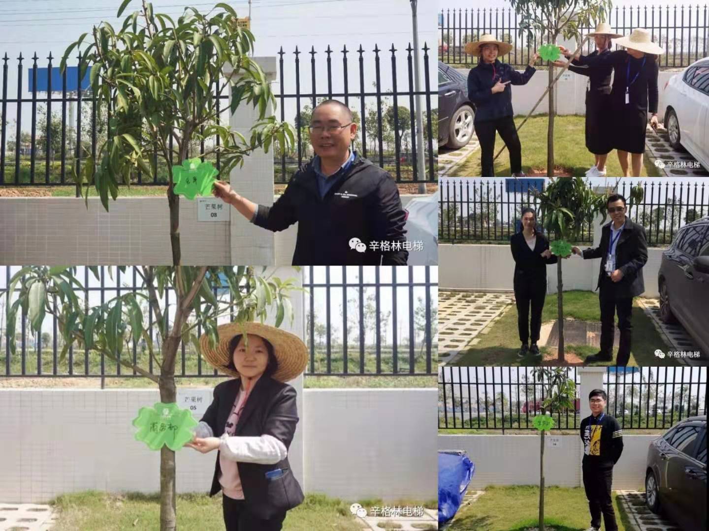 芒果樹認領儀式