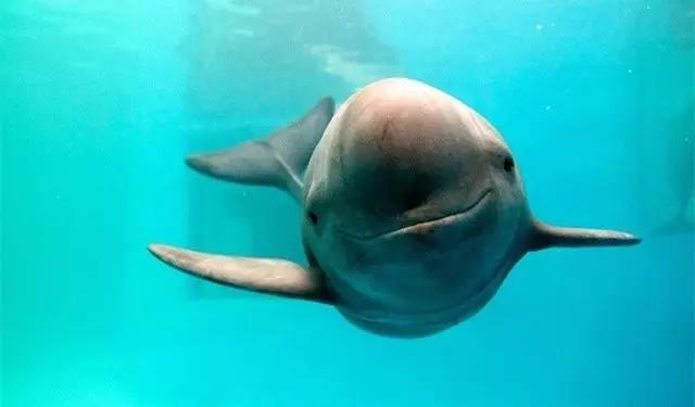 長江江豚.jpg 長江江豚.jpg