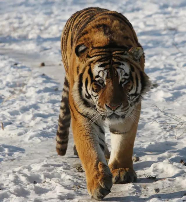 東北虎.jpg 東北虎.jpg